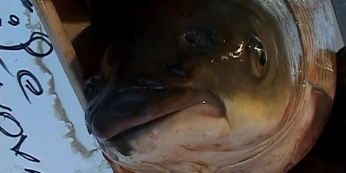 Peşte în pieţele din Brăila. FOTO: NICOLETA BUTNARU