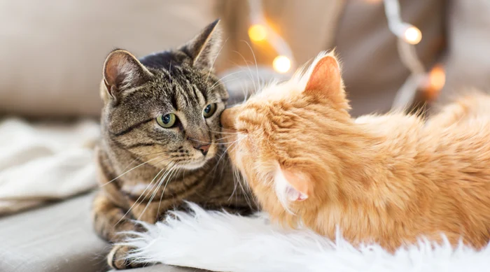 Horoscop 26 octombrie 2021: Fecioarele fug de singurătate și simt nevoia de tandrețeFoto: Shutterstock