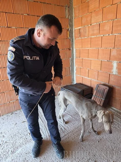 Un câine dispărut în timpul unei expoziții a fost găsit de polițiști după 48 de ore: „Plâng de bucurie!”