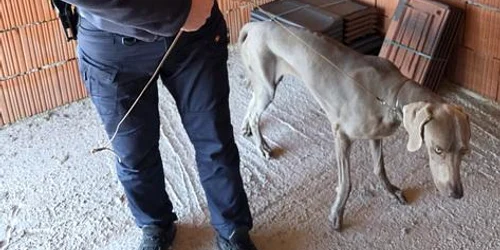 caine gasit politisti30102025 2 jpg