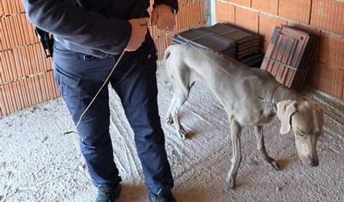 Un câine dispărut în timpul unei expoziții a fost găsit de polițiști după 48 de ore: „Plâng de bucurie!”