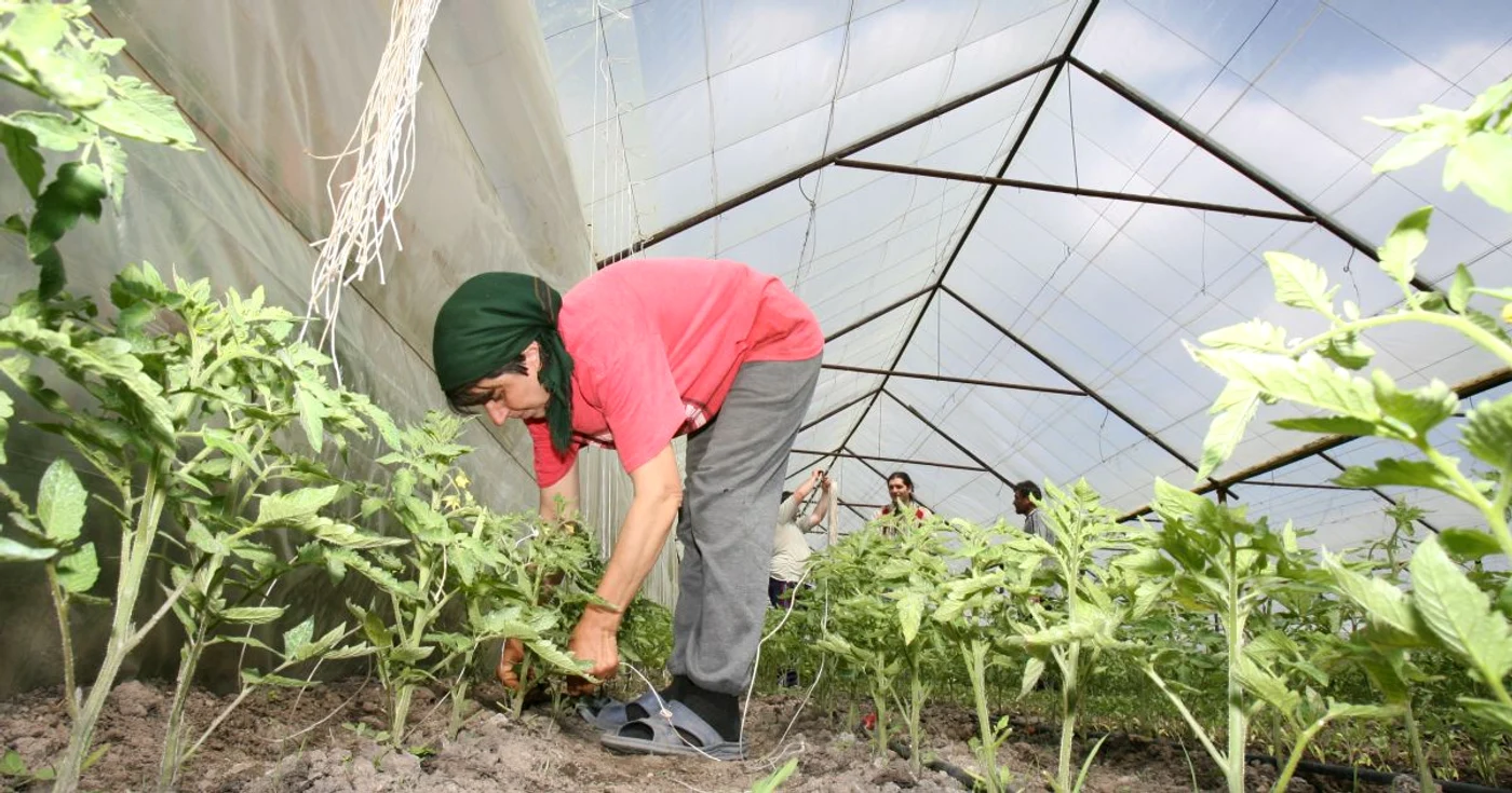 Agricultorii, greu încercaţi în acest an