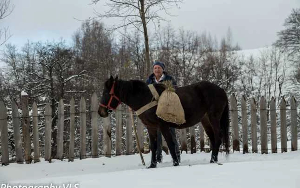 iarna