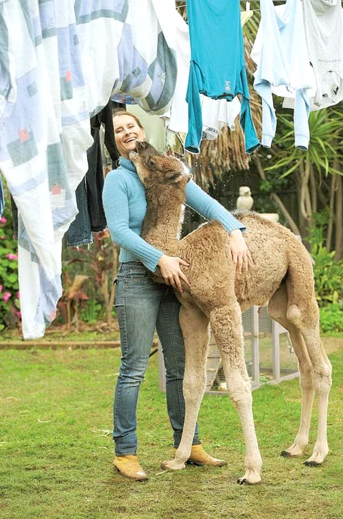 În străinătate, aceasta e o modă mai veche. Australianca Adelaide l-a înfiat pe Zaki, un pui de cămilă, iar Mimi, o britanică de 7 ani, e mândra deținătoare a unui sconcs, pe nume Stoosh (Fotografii: rex/caters)