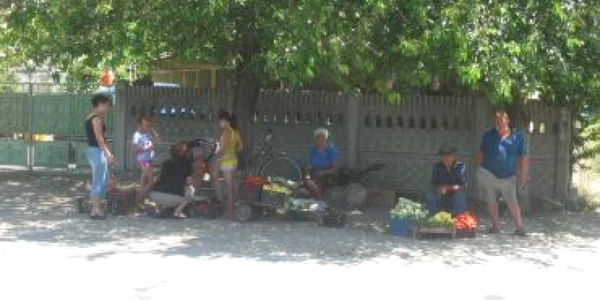 Craiova: Legumicultorii din Dolj pun afacerea pe butuci