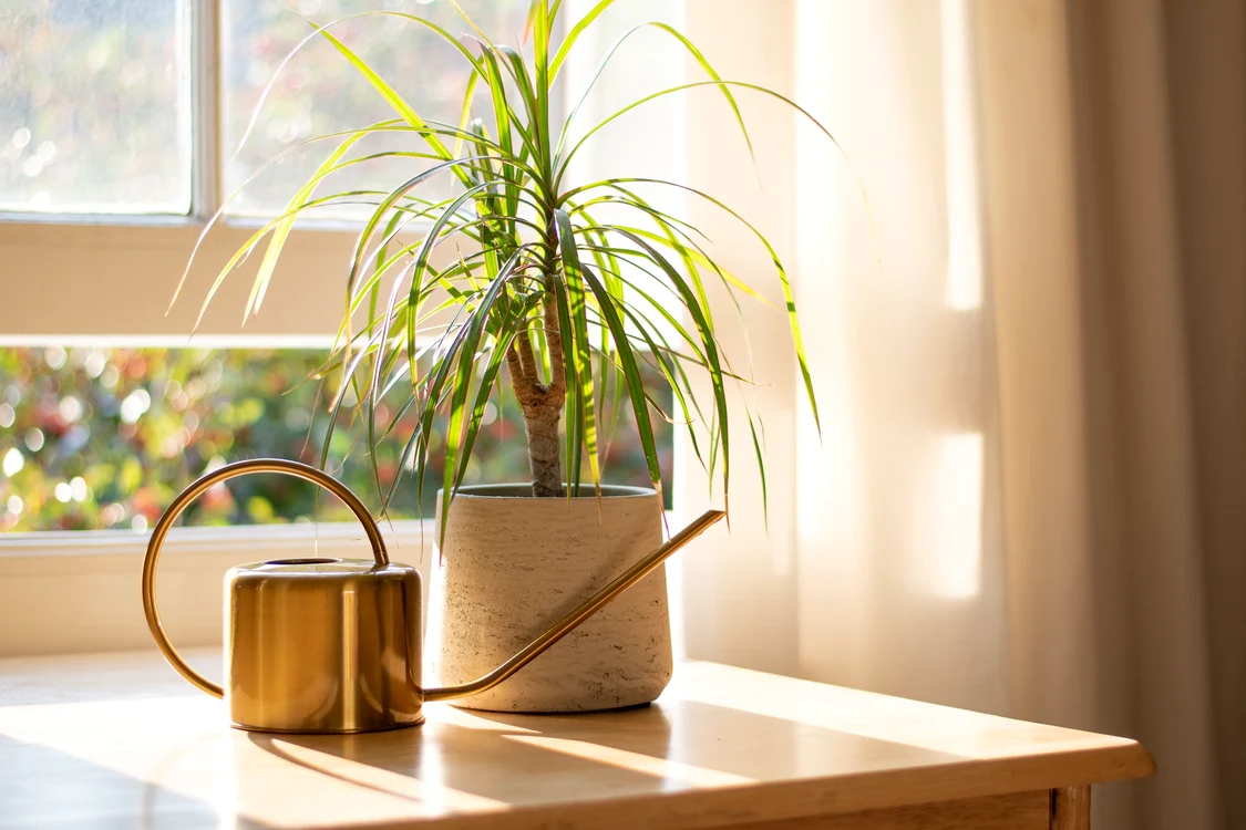 O plantă deloc pretenţioasă, Dracaena marginata purifică aerul, Foto Shutterstock