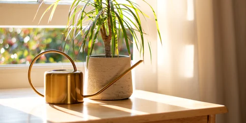 Dracaena Marginato Foto Shutterstock jpeg