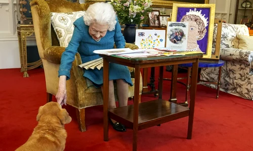 Corgi cainii Reginei (9) jpg