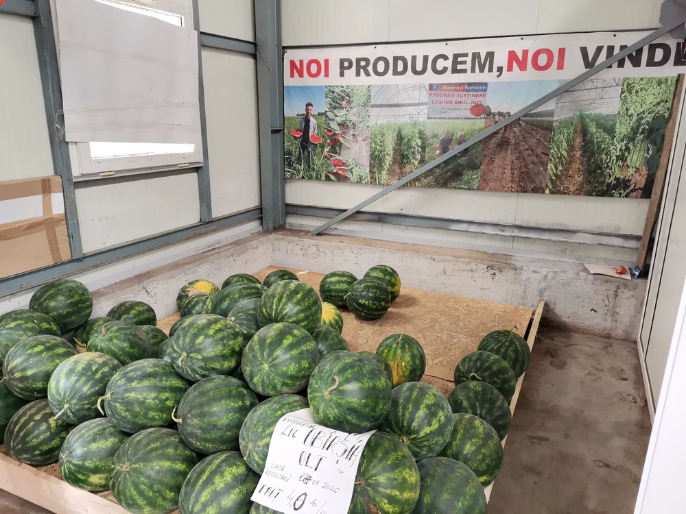 Pepenii de Obârșia se vând la preț bun FOTO: Alina Mitran 