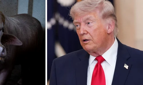 bivol albinos donald trump profimedia colaj jpg