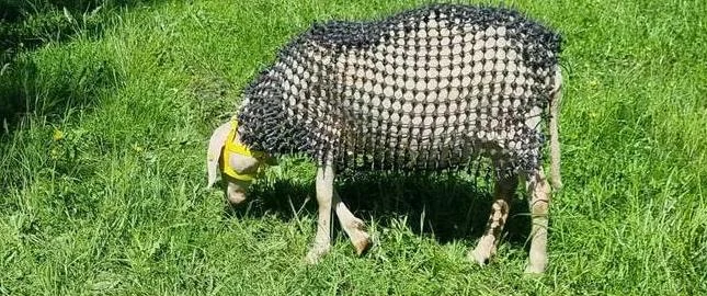 Oi cu „armură”: Gestul prin care un fermier vrea să-și protejeze patrupedele de lupi. Demersul a scandalizat organizațiile de protecția animalelor