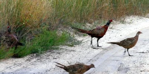 Pofta de fazani le-a adus dosare penale