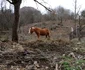 Cheile Cibului Foto Daniel Guță ADEVĂRUL (84) JPG