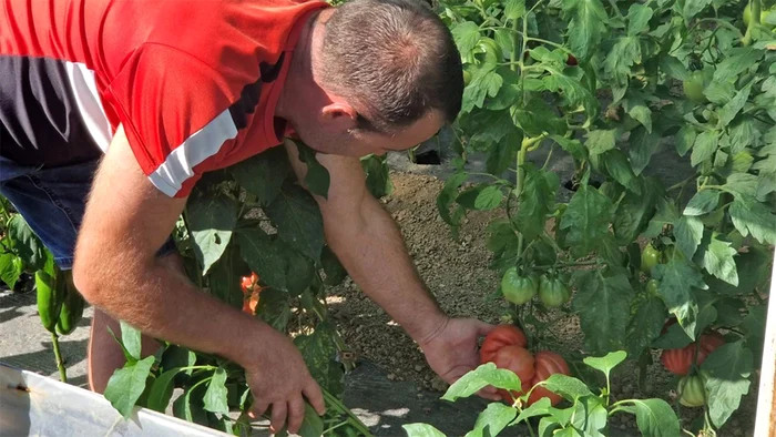 Laurenţiu Mălăescu munceşte fără pauză în solarul din Băleşti. Fotografii: adevarul.ro