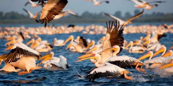 Delta Dunării Sursa foto Facebook Sorin Onişor