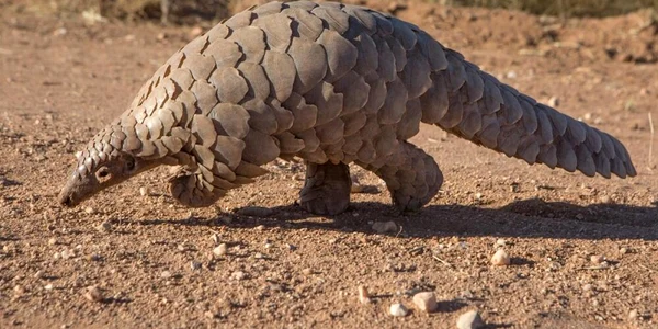 pangolin