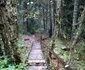 cascada lolaia din retezat foto daniel guta