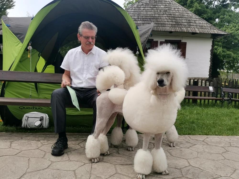 Pasiune pentru îngrijirea câinilor FOTO Ștefan Both