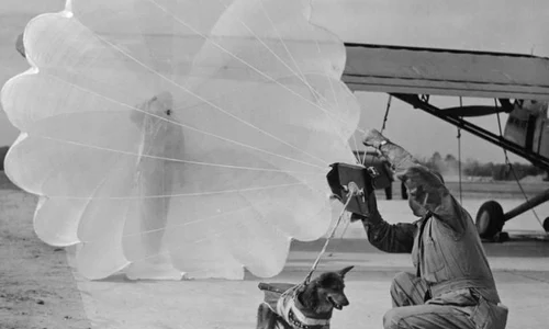 Câinii parașutiști din Al Doilea Război Mondial jpeg