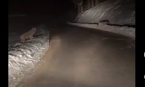 haita de lupi captura Dumitras TV png