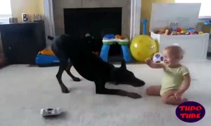 daas   el video mas tierno es uno de los mas compartidos en jpeg