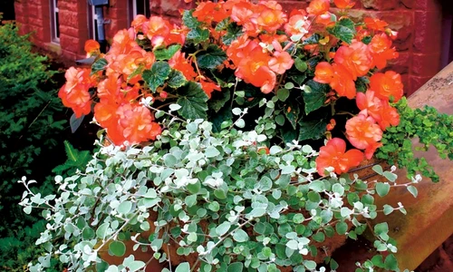 1 47514 original jpg jpeg