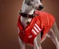 Noile haine Adidas pentru animale / foto: houseofheat