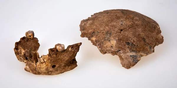 Mandibula şi osul parietal al Omului de la Nesher Ramla FOTO Avi Levin and Ilan Theiler