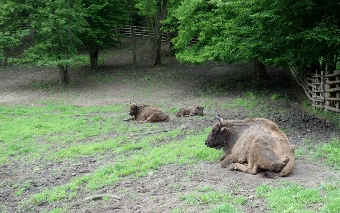 rezervatia de zimbri din padurea slivut foto romsilva directia silvica hunedoara