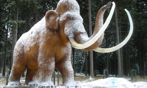 Două fosile de mamut au fost descoperite în albia râului Moldova jpeg