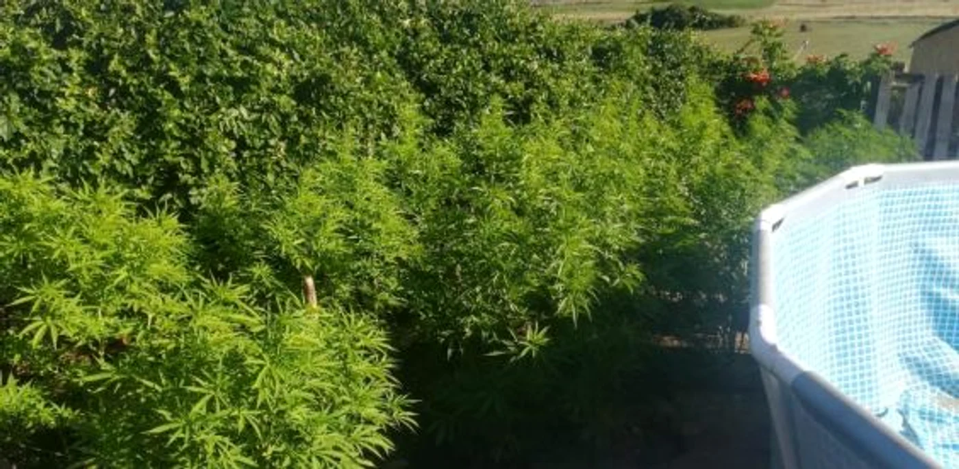 Tinerii au plantat canabisul în curtea casei. FOTO: Poliţia Română