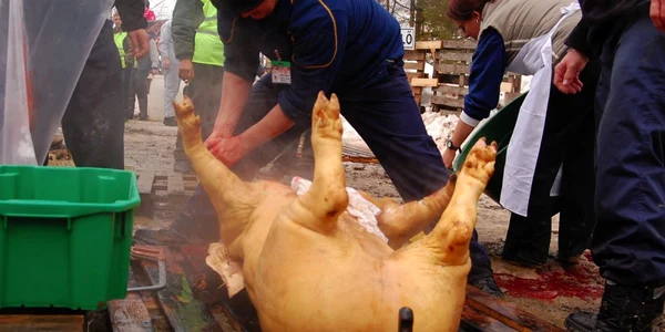 porci ploiesti