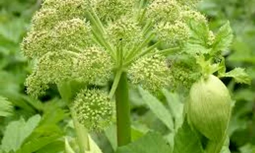 angelica index jpeg