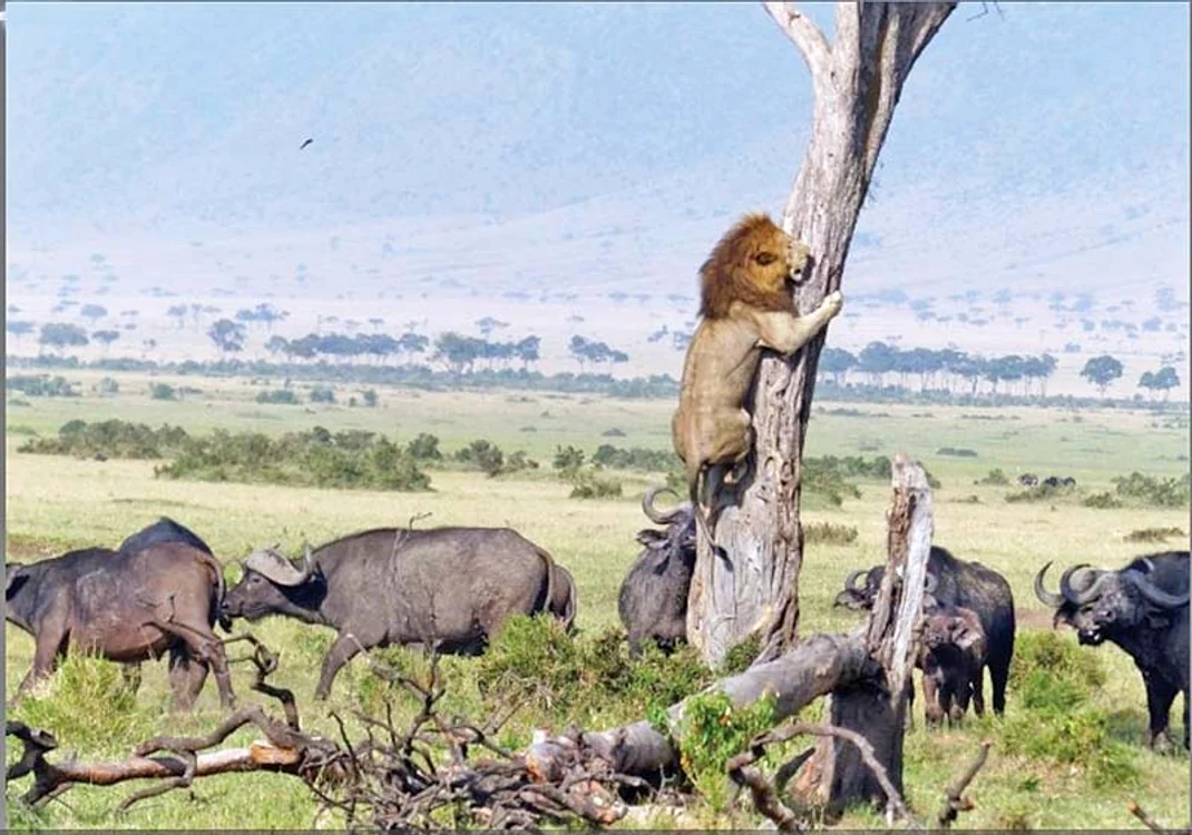 
    Un leu s-a urcat  în copac  de frica bivolilor  