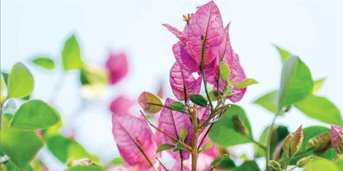 71nUtsFE3sL  SL1500  jpg