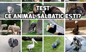 test ce animal salbatic esti jpeg