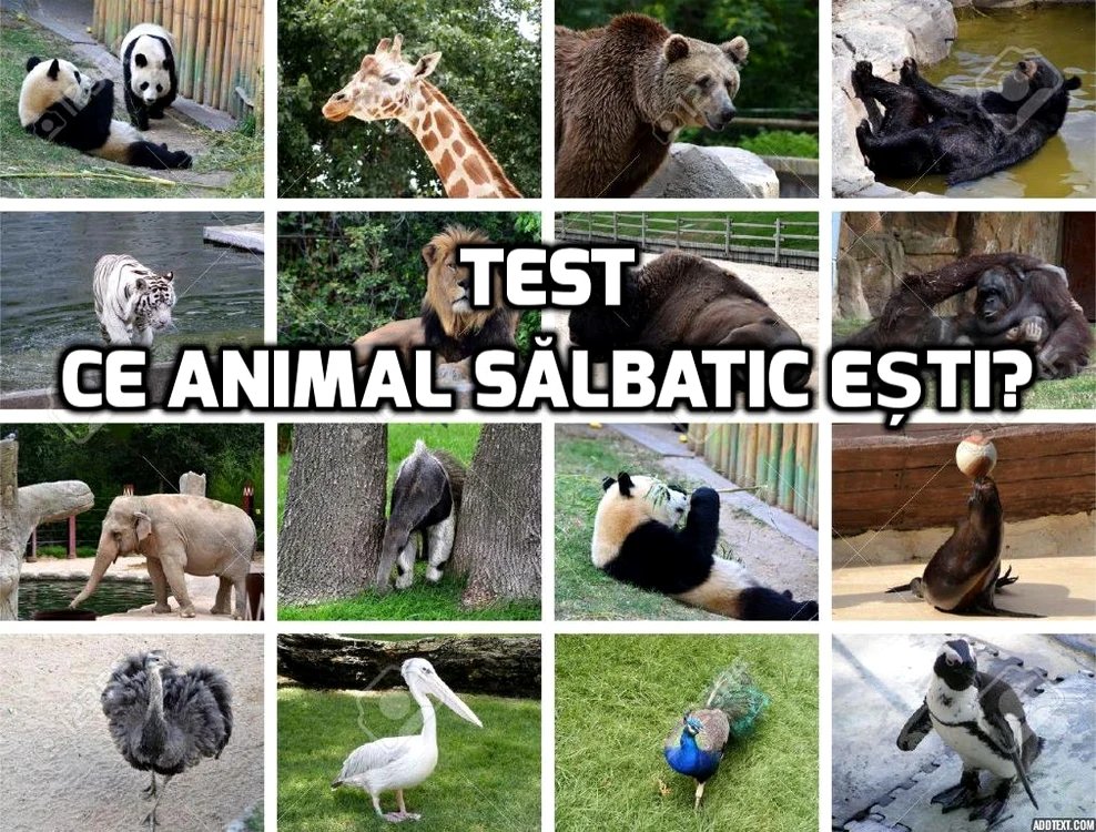 
    Eliberează animalul sălbatic din tine!foto: playbuzz.com  