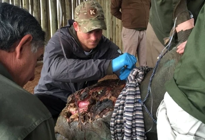 Prințul Harry s-a implicat complet în salvarea animalelor din AfricaFoto: Instagram