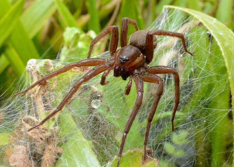 Păianjeni giganți FOTO: Grădina zoologică din Chester