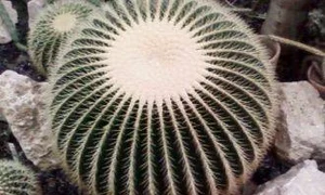 cactuşi în casă jpeg
