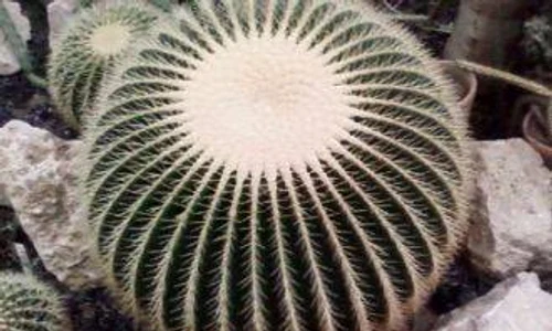 cactuşi în casă jpeg