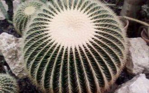 cactuşi în casă jpeg