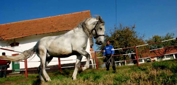Armăsarii de la Râmnicelul duc mai departe zestrea genetică a speciei lor  FOTO Florentin Coman