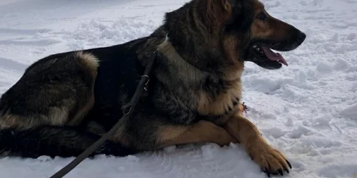 Câine Poliţia de Frontieră