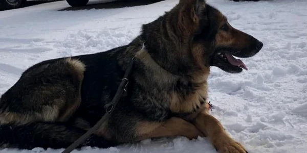 Câine Poliţia de Frontieră