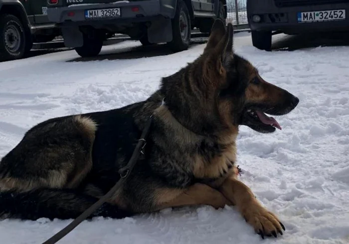 Câini de la Poliţia de Frontieră au ieşit la pensie FOTO Poliţia de Frontieră Timişoara