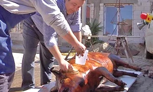 Întâi a fost tăiat  porcul de 180 kg jpeg