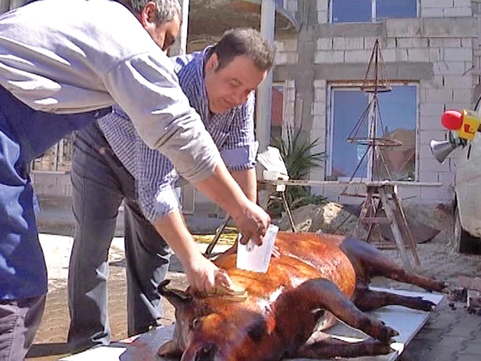 Întâi a fost tăiat porcul de 180 kg