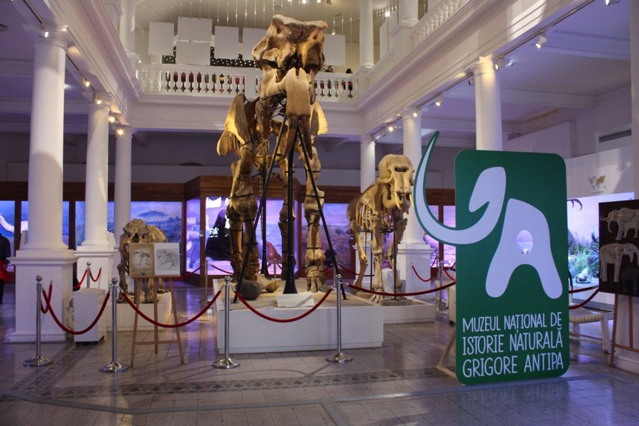 Intrare gratuită la Muzeul Antipa, de Ziua Mondială a Animalelor. ASPA organizează și un târg de adopții