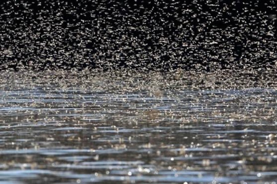 Efemeridele sau Rusaliile, insectele din Delta Dunării care trăiesc o zi. Spectacolul supraviețuirii VIDEO
